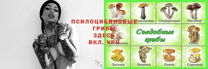 Галлюциногенные грибы Magic Shrooms  как найти   Абаза 